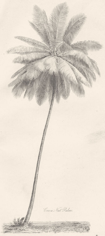 PLANTS. Cocoa Nut Coconut Palm 1800 old antique vintage print picture